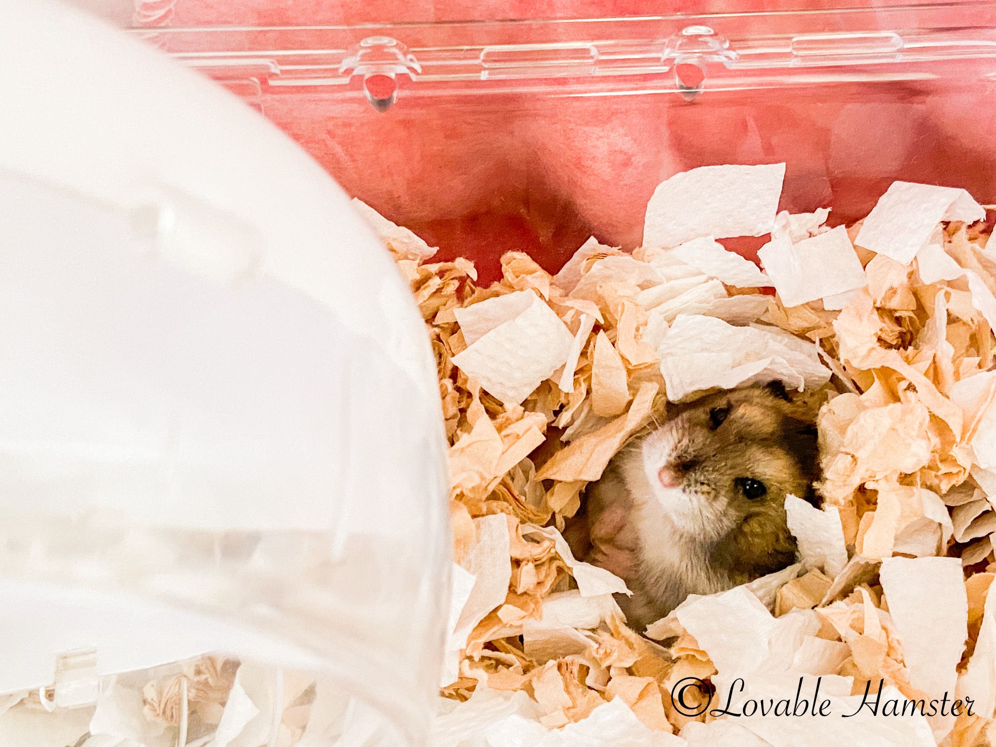 ハムスターの床材を使い比べてみた Lovable Hamster