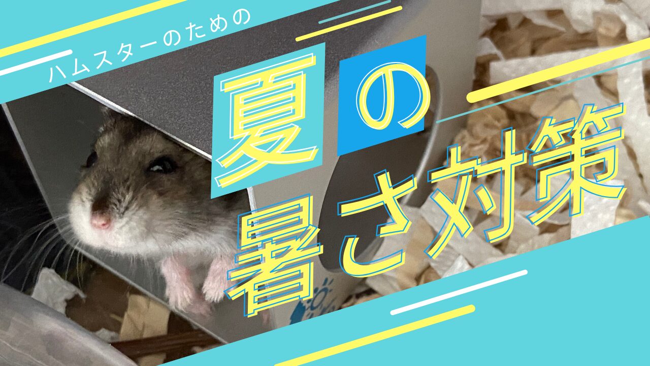 ハムスターのための夏の暑さ対策